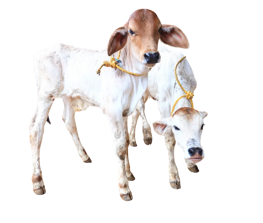 Gir calves at Nilkanthdham Gaudham — source of panchagavya for natural farming
