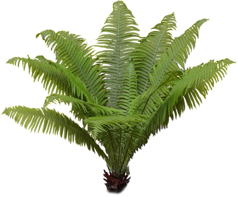 A fern at Tirthalayam