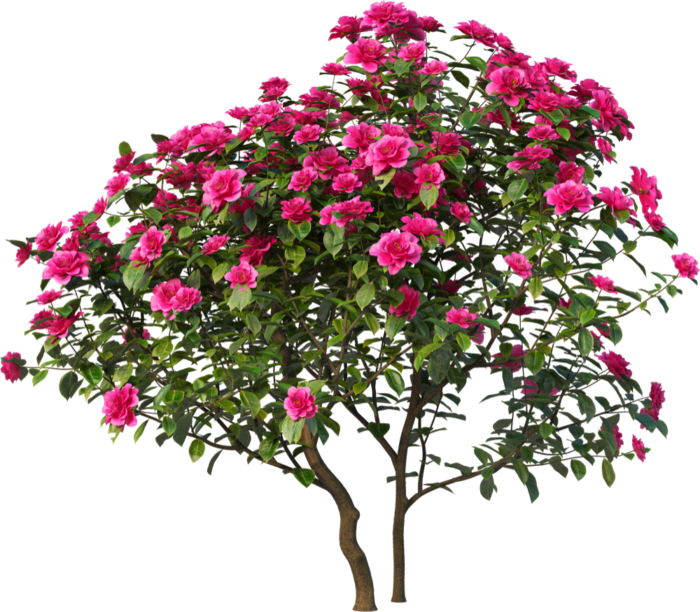 Pink-flowering tree